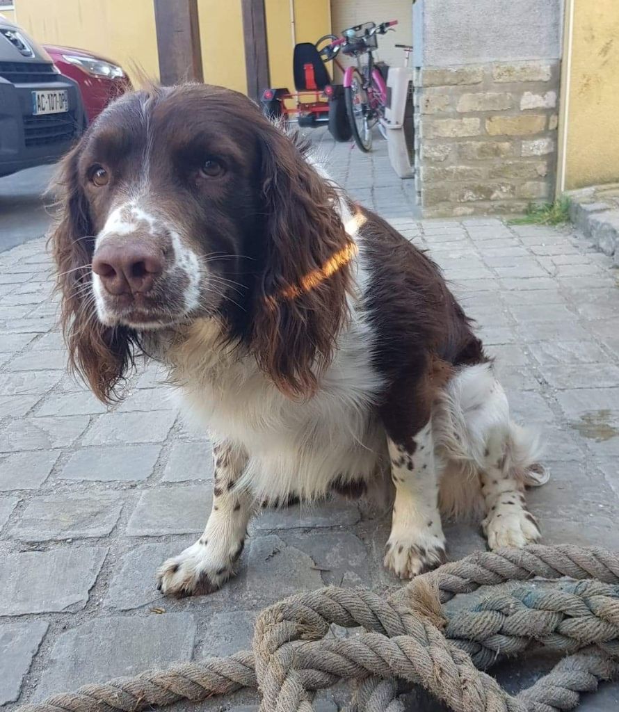 Publication : du clos Picavet Auteur : Debril A