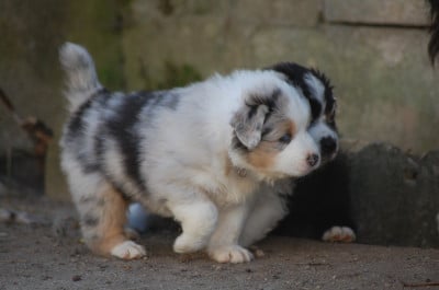 des plaines d'Alexoanne