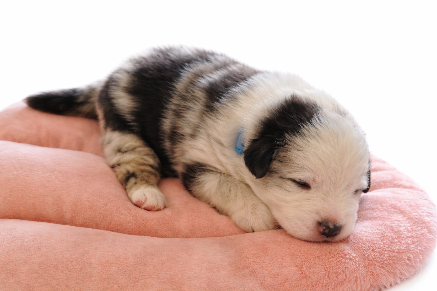 Chiot N°3 - Berger Australien