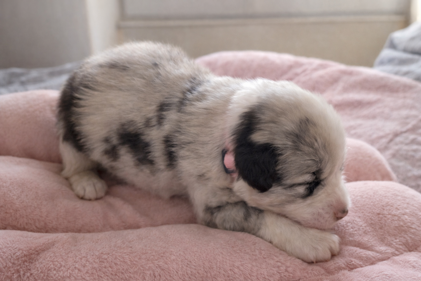 Chiot N°7 - Berger Australien