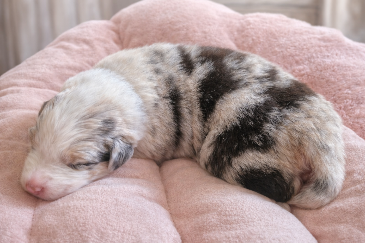 Chiot N°8 - Berger Australien