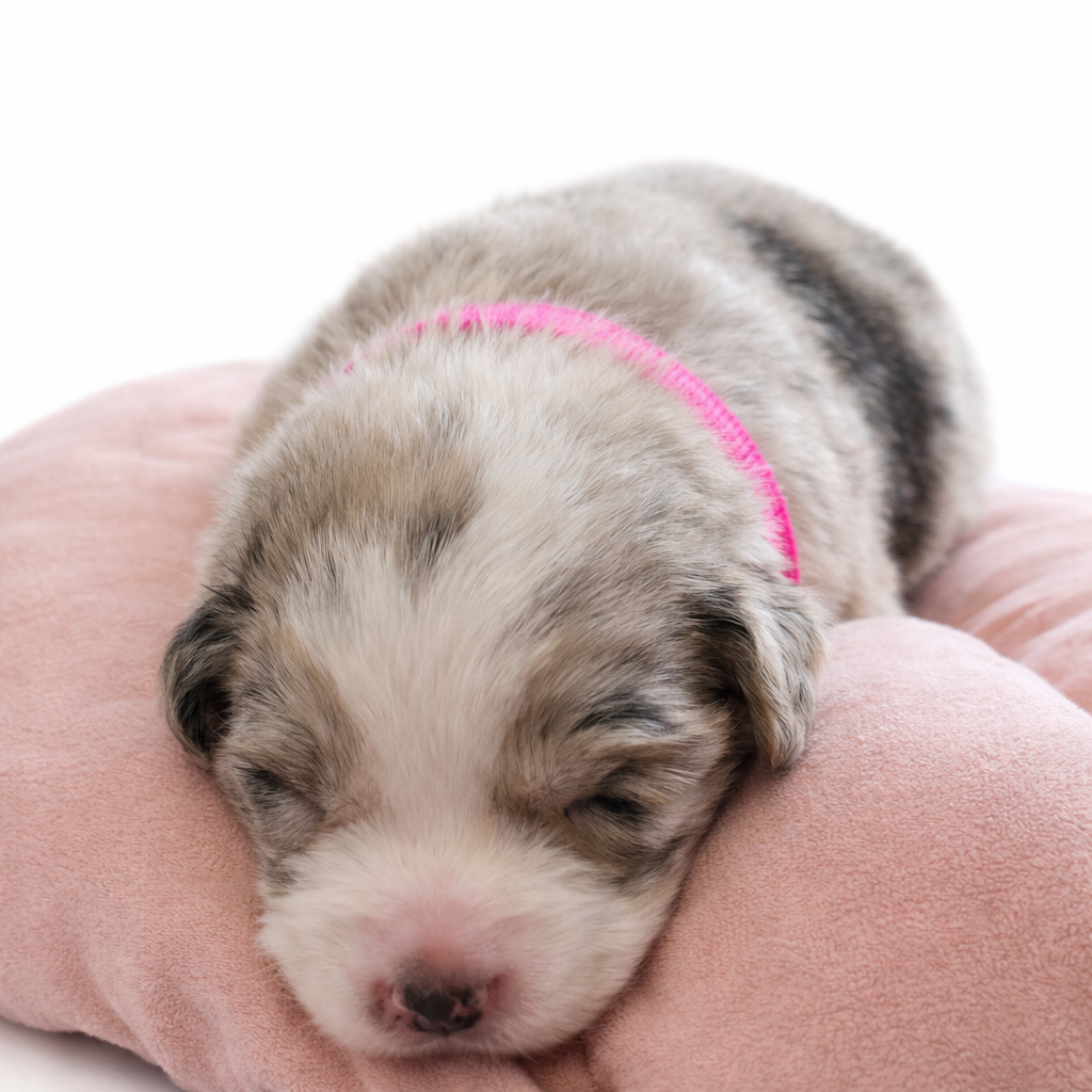 Chiot N°9 - Berger Australien