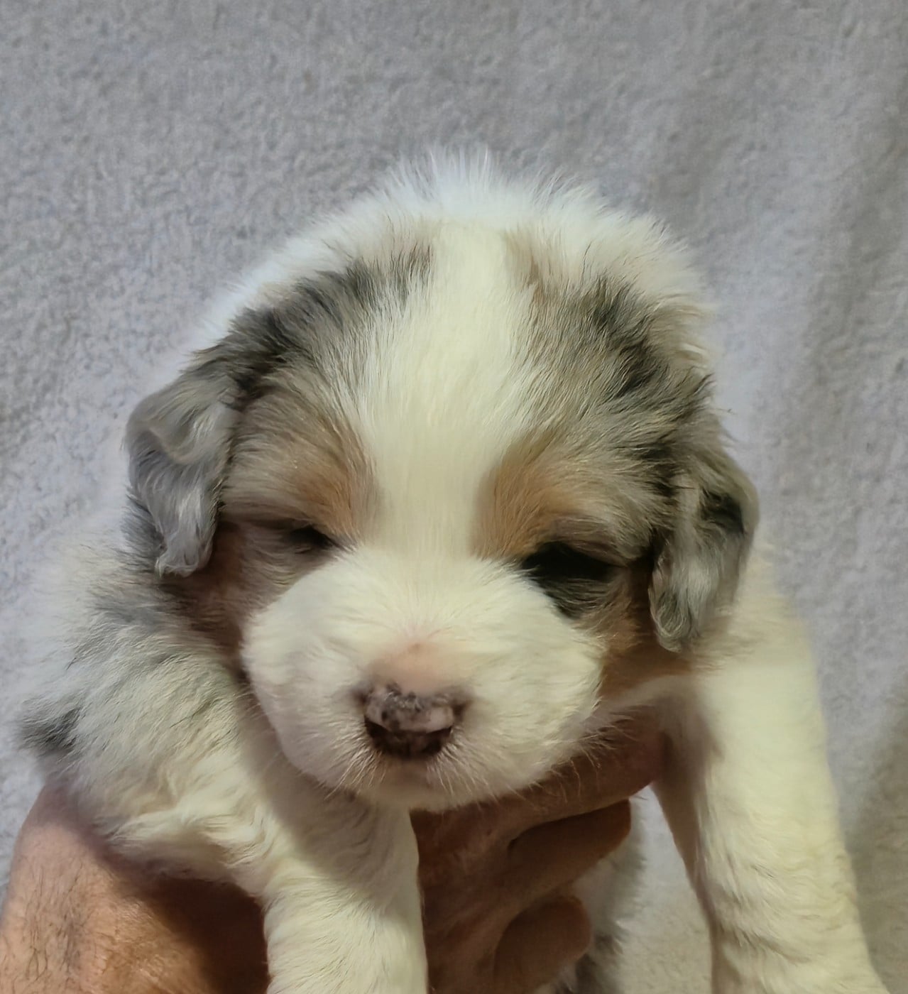 Berger Australien - des plaines d'Alexoanne