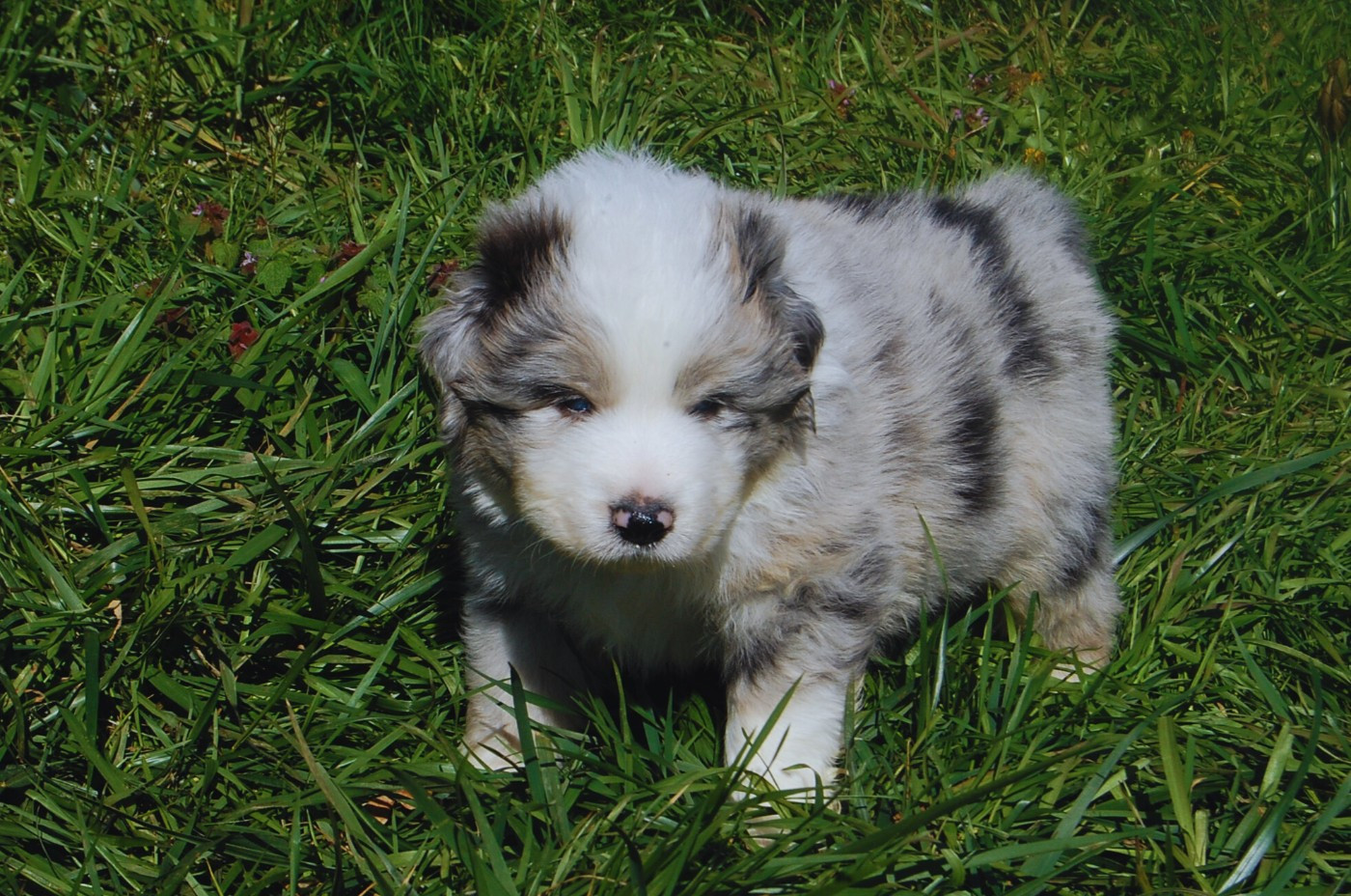Berger Australien - des plaines d'Alexoanne