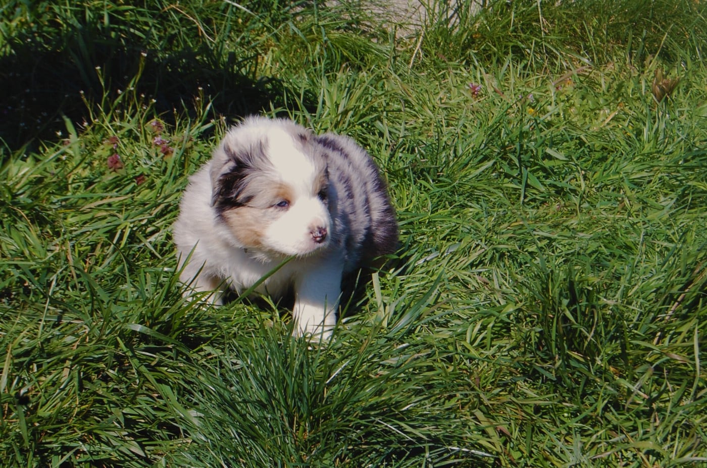 Berger Australien - des plaines d'Alexoanne