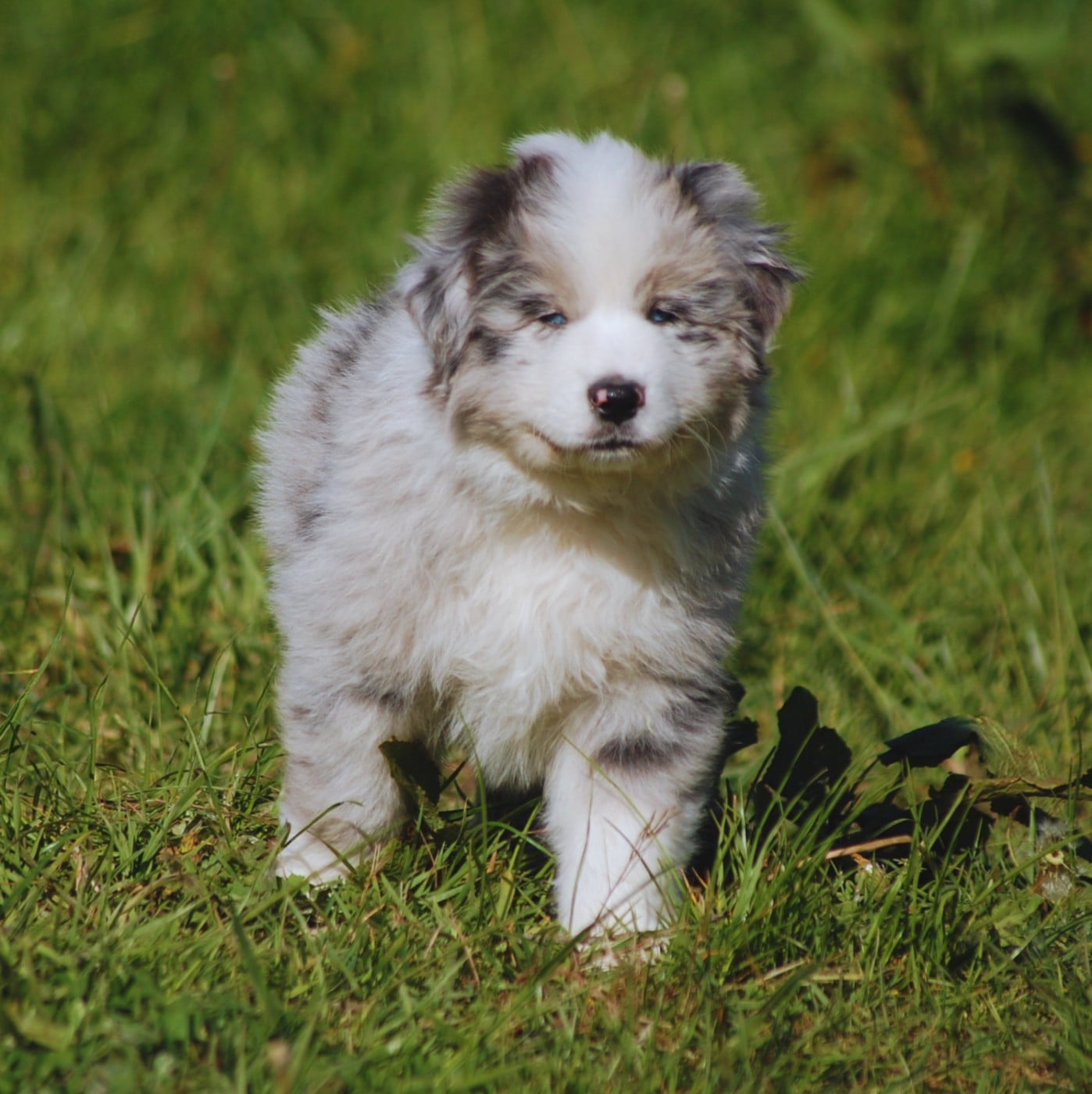Berger Australien - des plaines d'Alexoanne