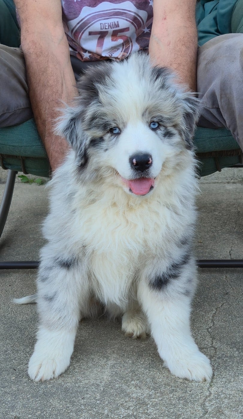 Berger Australien - des plaines d'Alexoanne