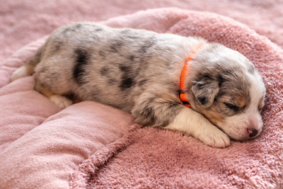 Les chiots de Berger Australien