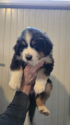 Les chiots de Berger Australien