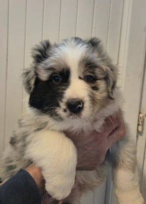 Les chiots de Berger Australien