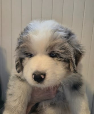 Les chiots de Berger Australien