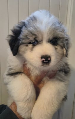 Les chiots de Berger Australien