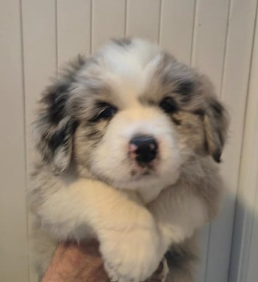 Les chiots de Berger Australien