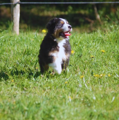 Les chiots de Berger Australien