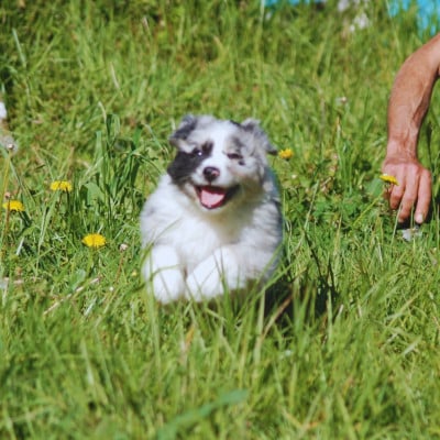 Les chiots de Berger Australien