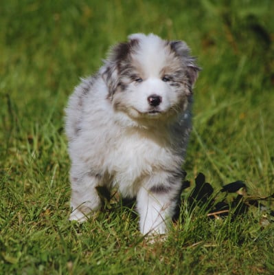 Les chiots de Berger Australien