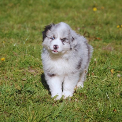 Les chiots de Berger Australien