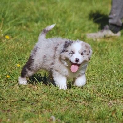 Les chiots de Berger Australien