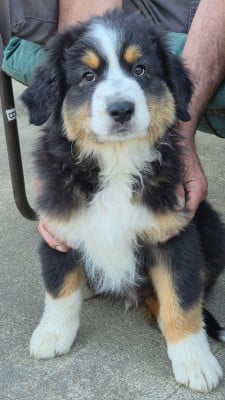 Les chiots de Berger Australien