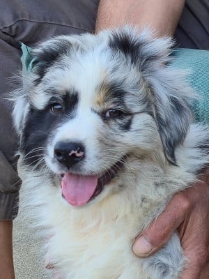 Les chiots de Berger Australien