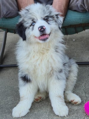 Les chiots de Berger Australien