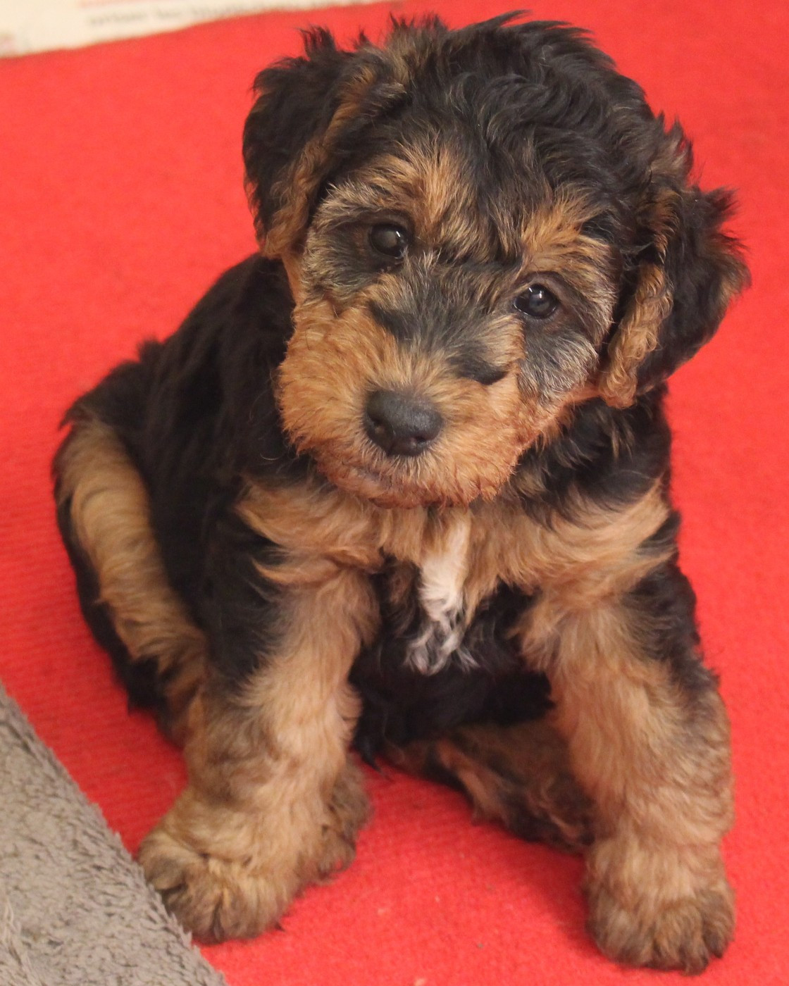 CHIOT 4 - Welsh Terrier