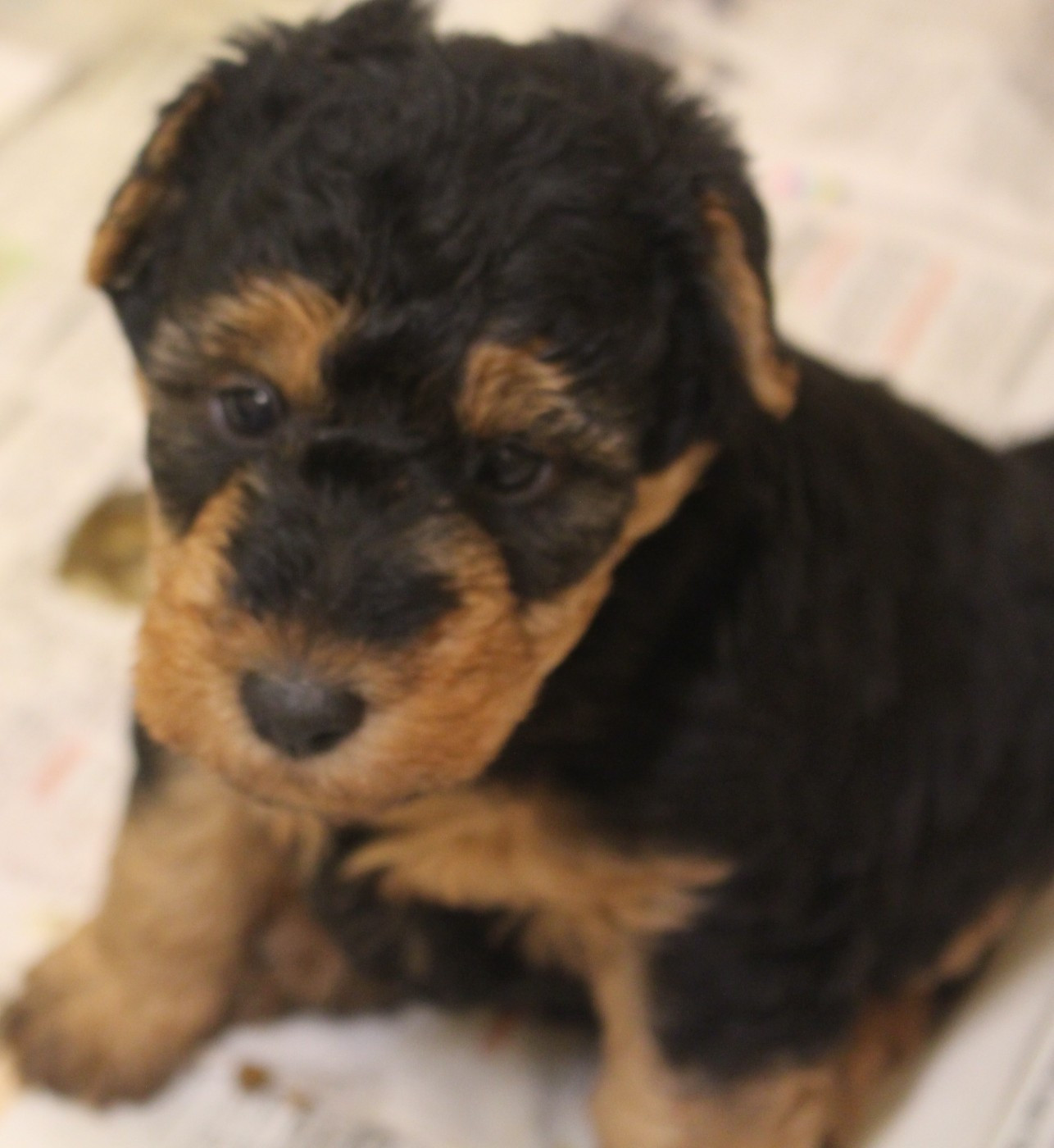 CHIOT 5 - Welsh Terrier
