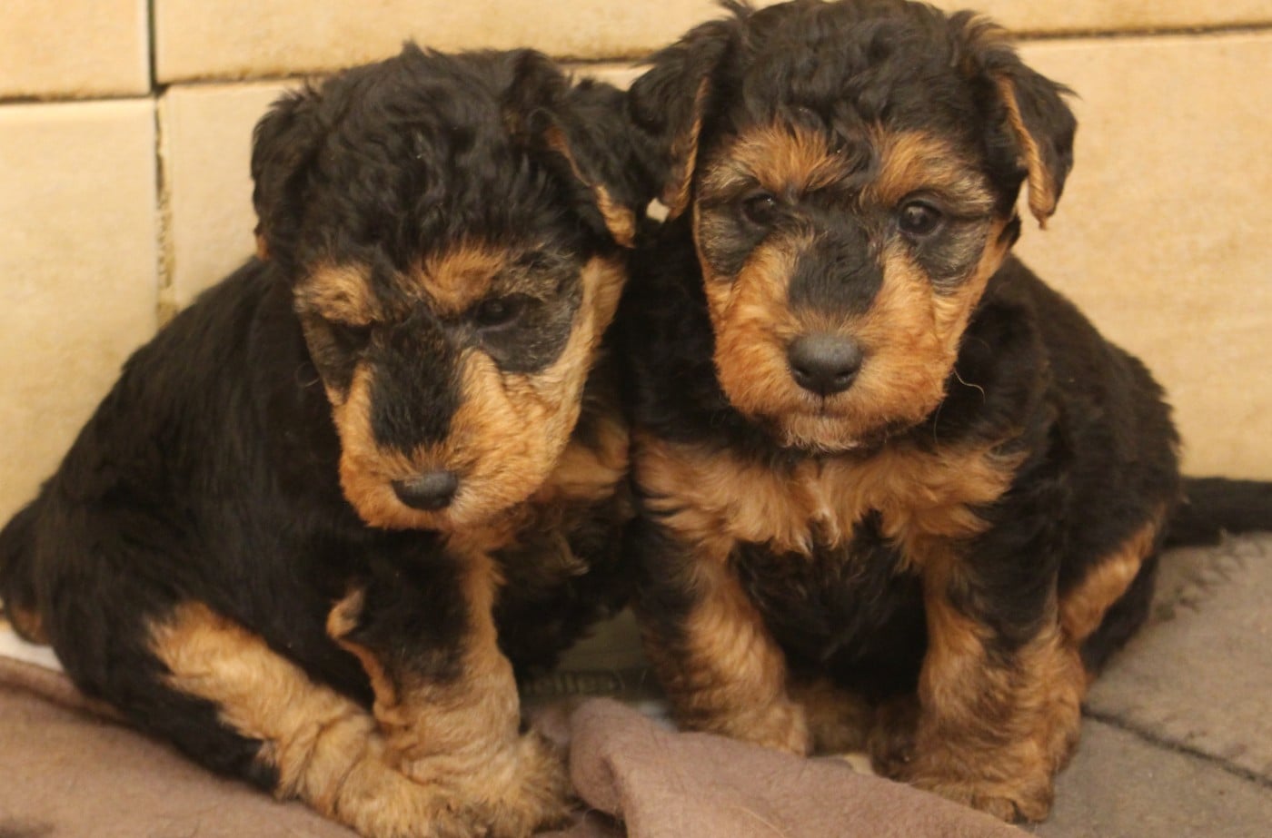 CHIOT 6 - Welsh Terrier
