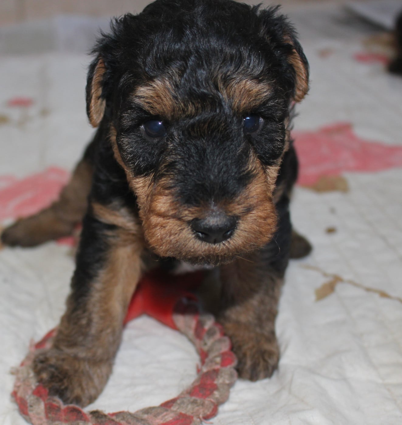 Chiot N°1 - Welsh Terrier