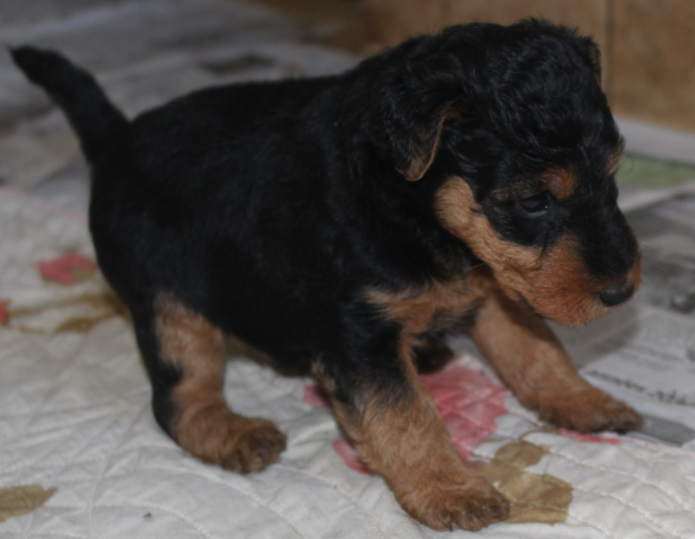 Chiot N°2 - Welsh Terrier