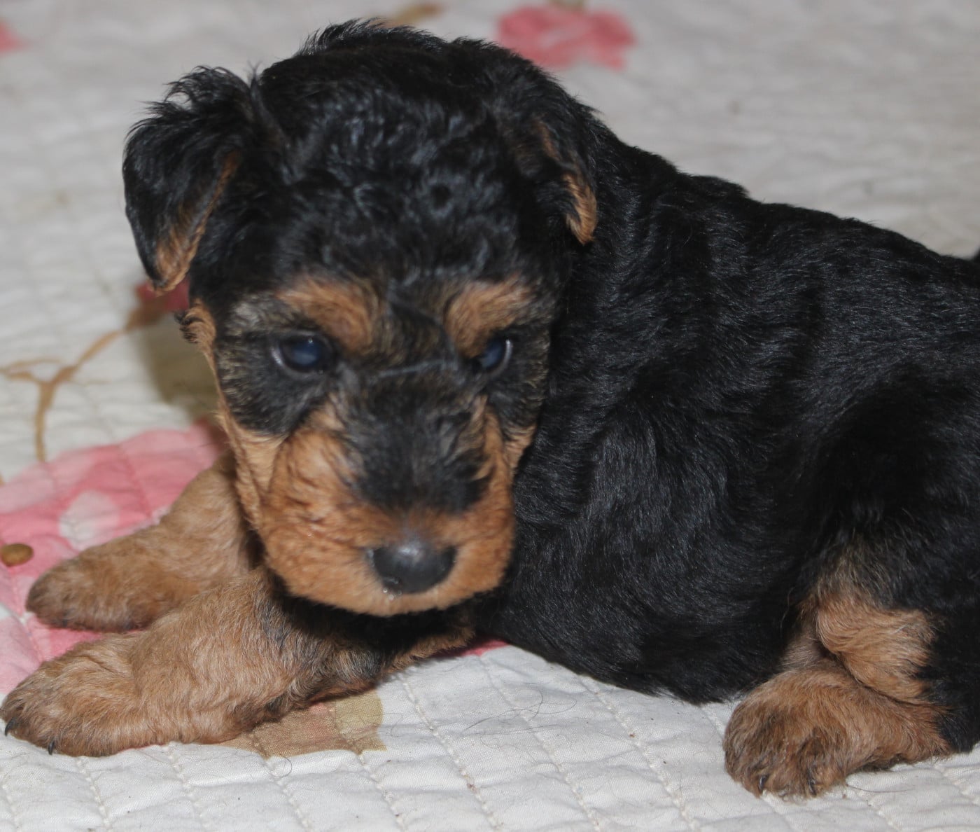 Chiot N°3 - Welsh Terrier