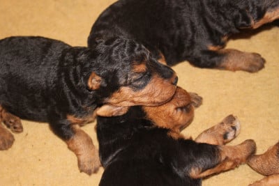 CHIOT 4 - Welsh Terrier