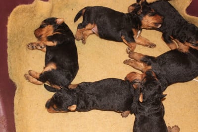 CHIOT 5 - Welsh Terrier