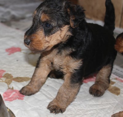 Chiot N°4 - Welsh Terrier