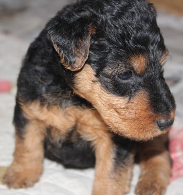 Chiot N°5 - Welsh Terrier
