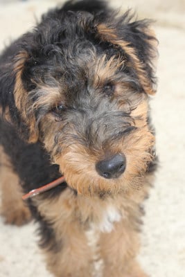 Les chiots de Welsh Terrier