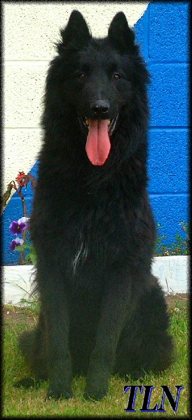 Publication : de Tchurka La Noire Auteur : David Hoflack