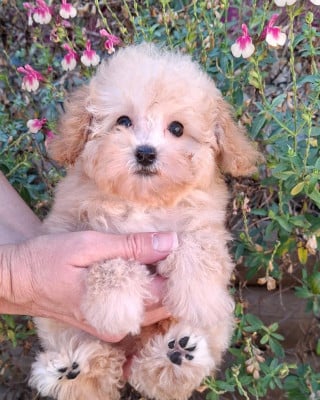 Les chiots de Caniche