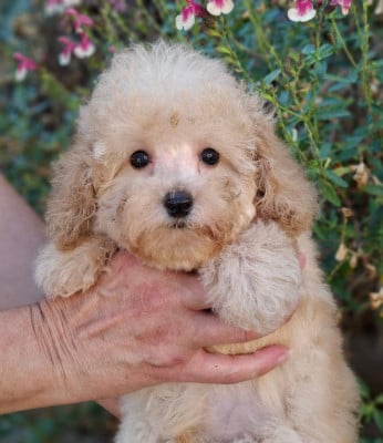 Les chiots de Caniche