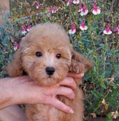 Les chiots de Caniche