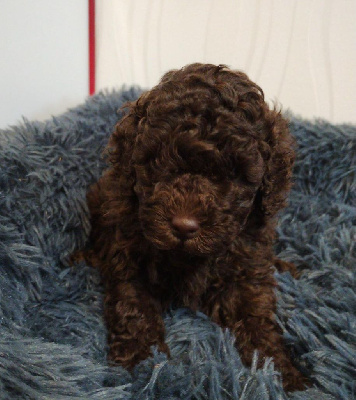 Les chiots de Caniche