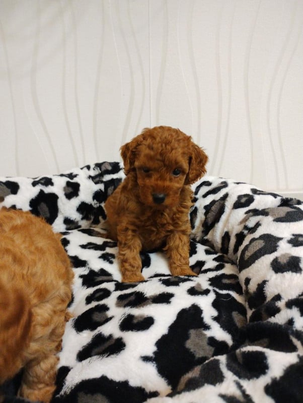 Caniche - des Loves De Celia