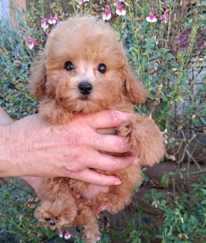 Caniche - des Loves De Celia