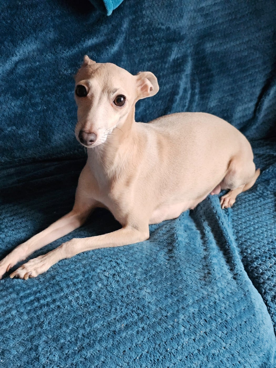 Shadow Eden De Jussy