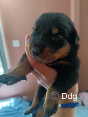 Les chiots de Berger de Beauce