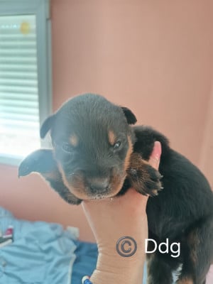 Les chiots de Berger de Beauce