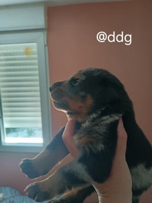 Les chiots de Berger de Beauce