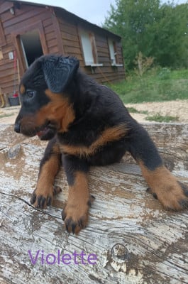 Les chiots de Berger de Beauce
