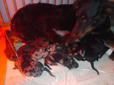 Les chiots de Berger de Beauce
