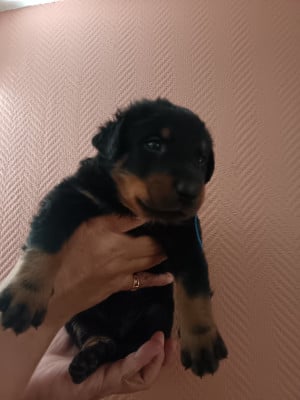 Les chiots de Berger de Beauce